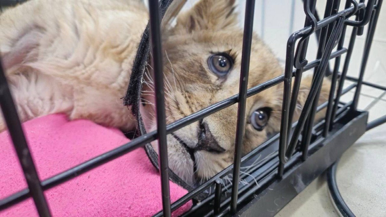 Хозяин маленькой львицы из «Москвы-Сити» заявил, что у нее лейкемия