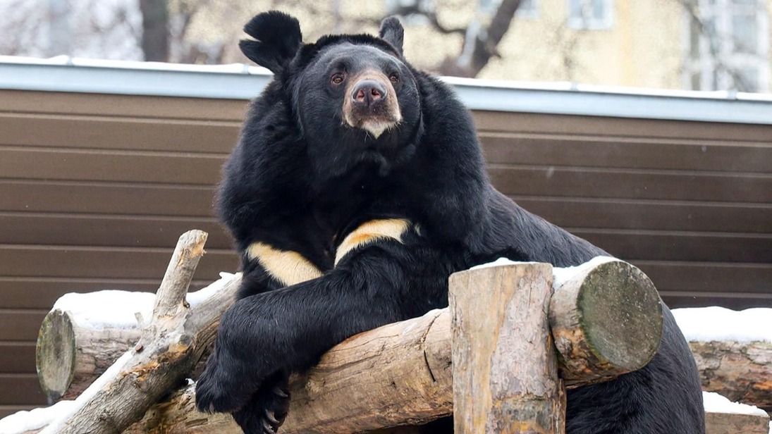 Гималайский медведь Вася впервые впал в спячку в Московском зоопарке