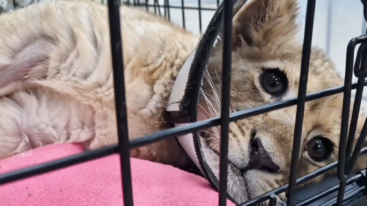 Блогер держал львенка в «Москве-Сити»: что с животным, жив ли он и что грозит его хозяину