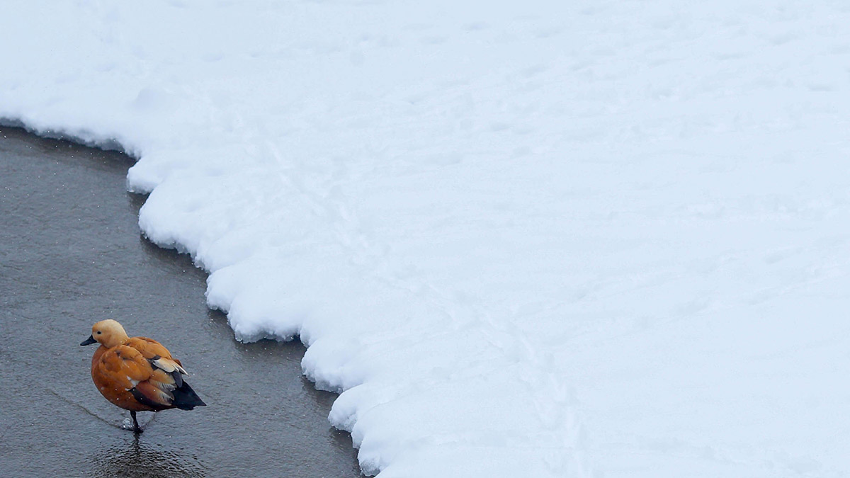 Когда закончится снегопад в Москве 12 января