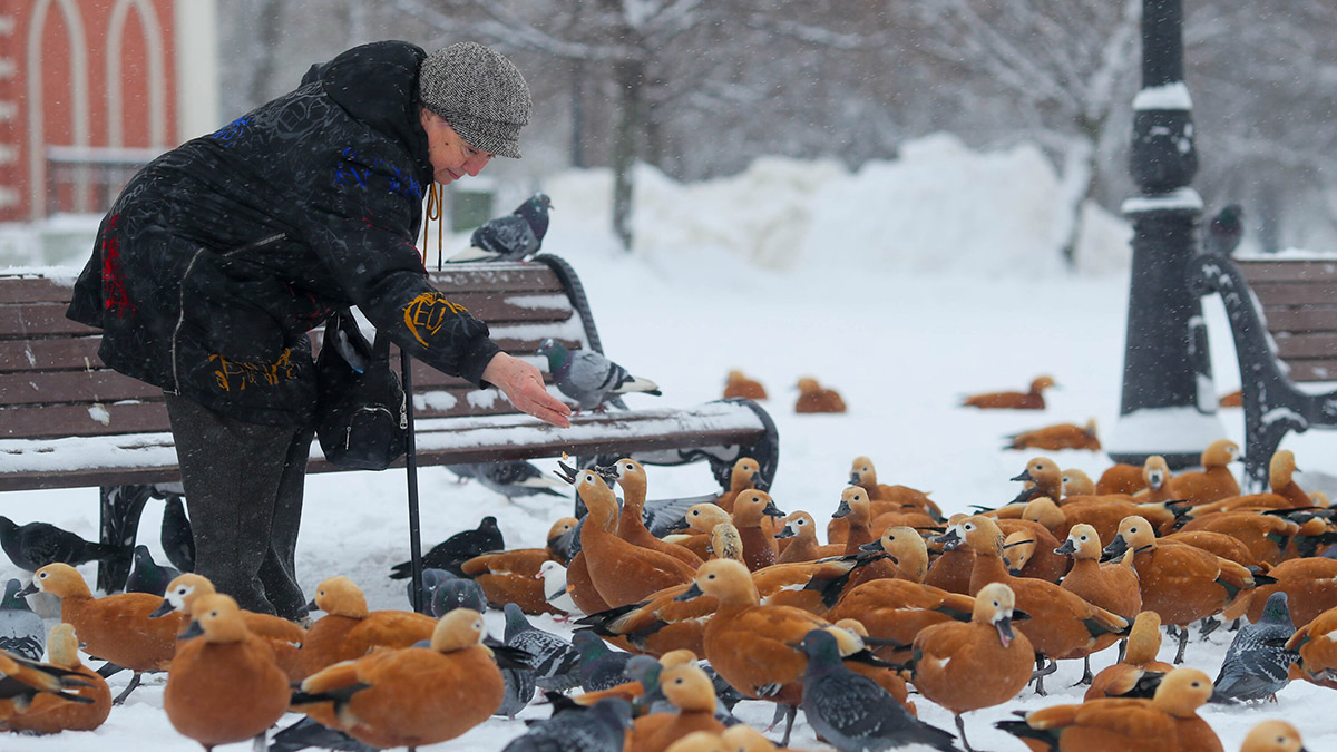 Жителей столицы призвали подкармливать птиц после снегопадов