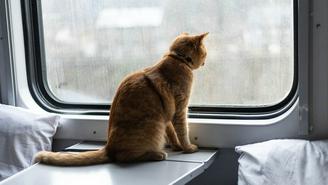 Поезда дальнего следования приходят в Москву с задержками из-за снегопада