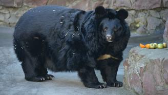 Аладдину уже спать пора: как медведи зоопарка готовятся к зиме
