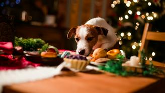 Чем можно и нельзя кормить питомца на Новый год, как приготовить безопасное угощение