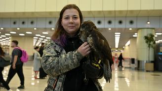 Карл правит небом: как крылатые охранники защищают самолеты от столкновения с птицами