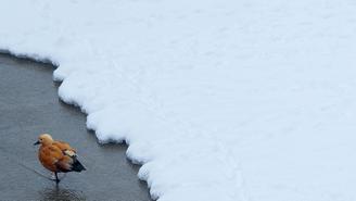 Когда закончится снегопад в Москве 12 января