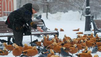 Жителей столицы призвали подкармливать птиц после снегопадов