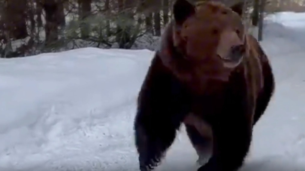 Мизулина и SHAMAN столкнулись с медведем в лесу