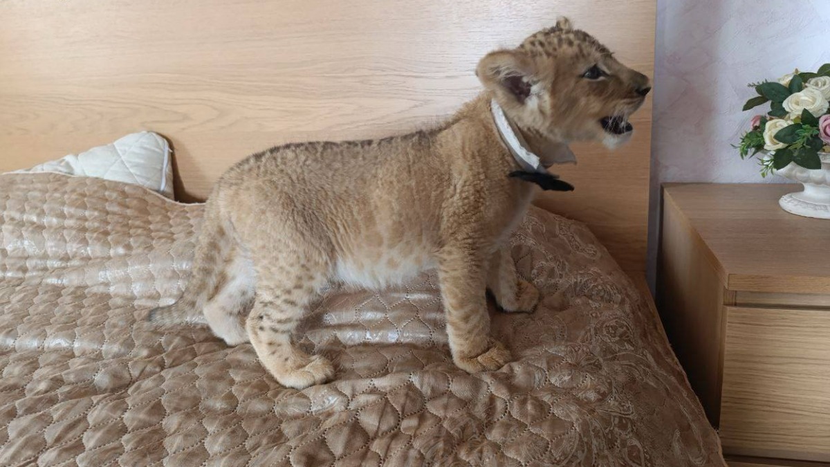 Уголовное дело возбудили в Москве после изъятия львов