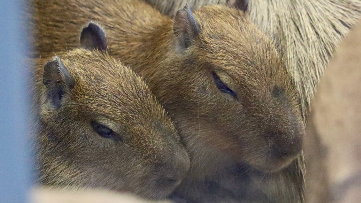 Стало известно, как назвали детенышей капибар в Московском зоопарке 
