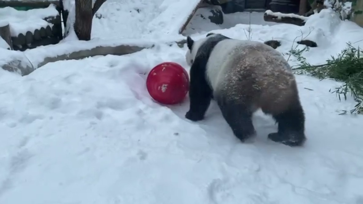 Московский зоопарк показал кадры с пандами Жуи и Диндин, катающимися по снегу