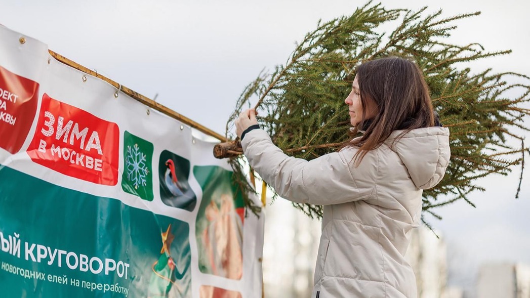 «Елочный круговорот»: куда сдать новогоднее дерево в Москве