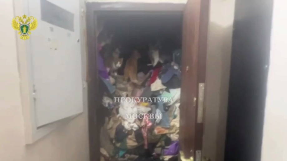 Суд запретил москвичке содержать девять кошек в заваленной мусором квартире