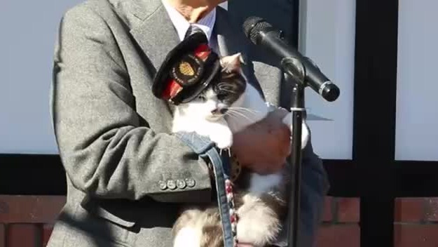 Пестрая кошка Ёнотама стала смотрителем вокзала в Японии