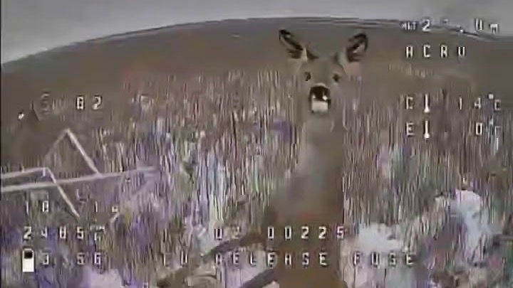 Олень попытался сбить дрон в зоне СВО