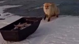 Лиса попыталась украсть улов у рыбаков под Астаной