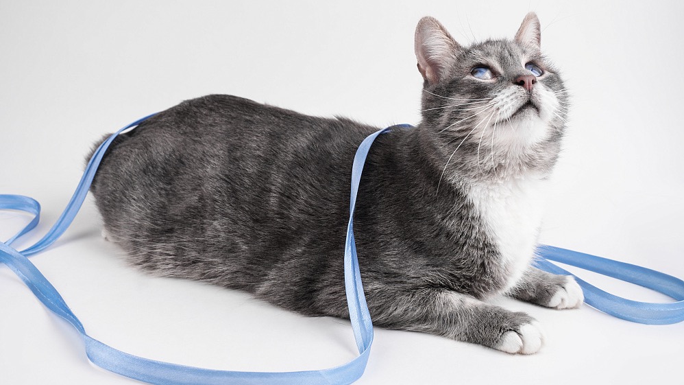 Фотографы рассказали, как проходили съемки животных из проекта «Моспитомец»