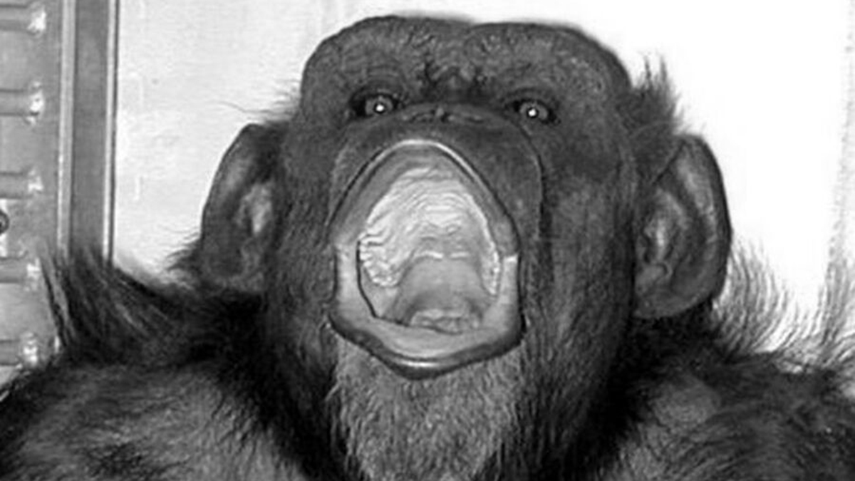 Умерла 49-летняя шимпанзе Ай, которая умела считать и рисовать