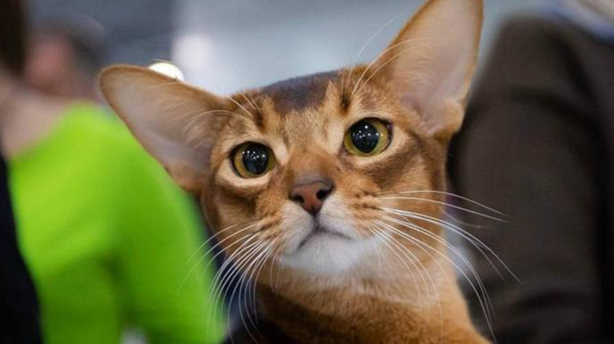 Кота из России признали самым красивым в мире