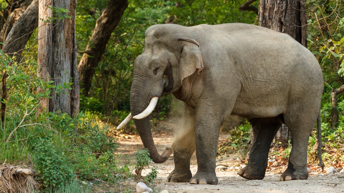 Дикий слон убил 17 человек в индийском штате Чайбас