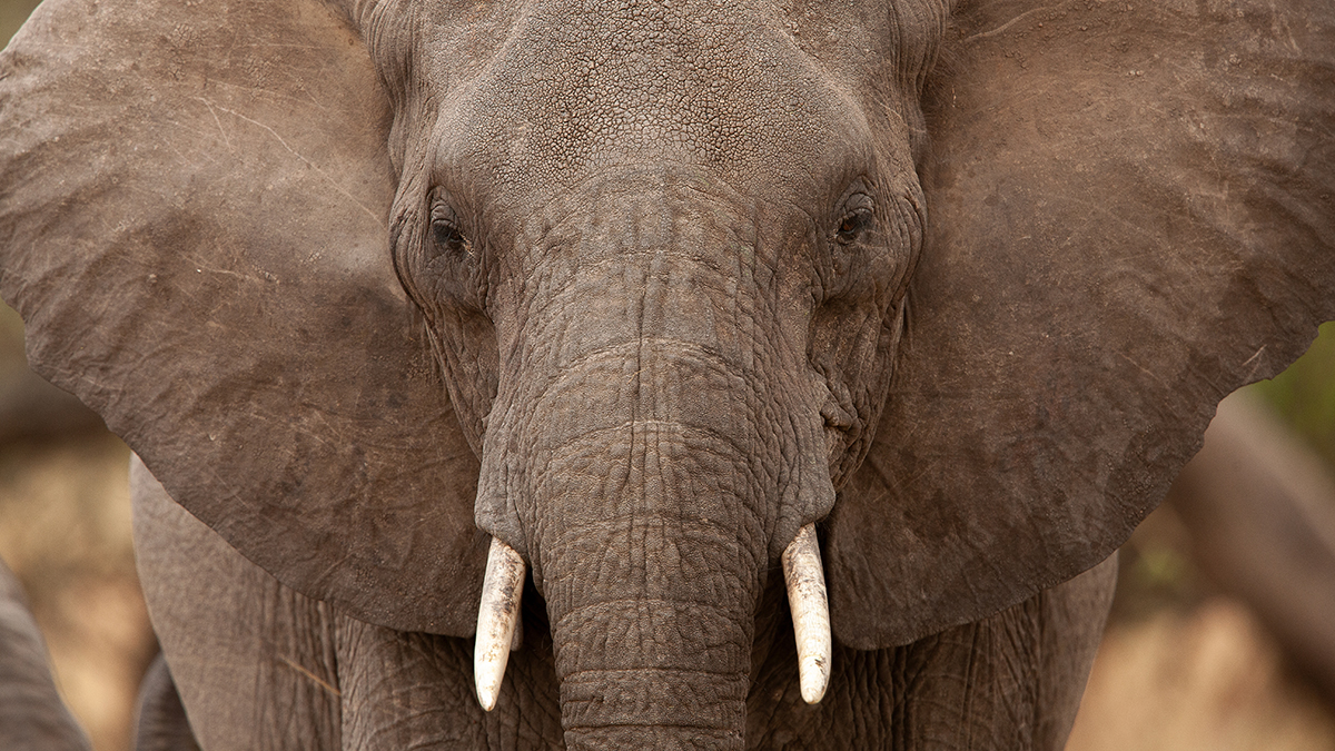 В Индии взбесившийся слон за 10 дней убил 22 человека, включая младенца