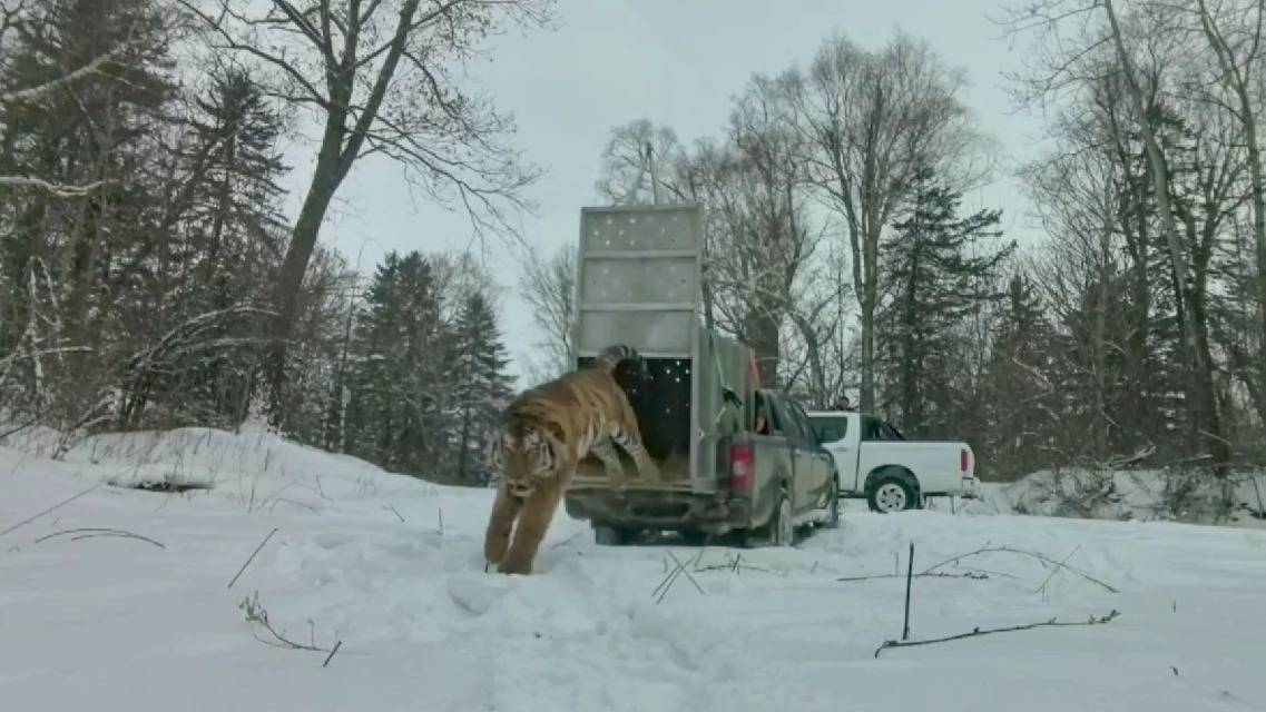 Пойманного в амурском поселке тигра выпустили в тайгу (видео)