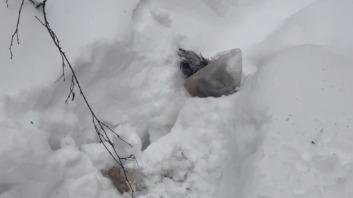 Расчлененную собаку нашли на юге Москвы: где она лежала, что с ней сделали, подробности жуткой истории