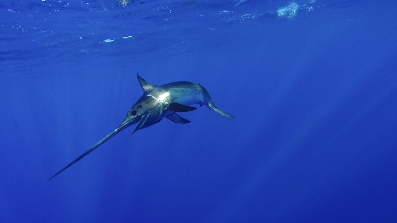 Рыболов из Новой Зеландии поймал самую большую в мире меч-рыбу