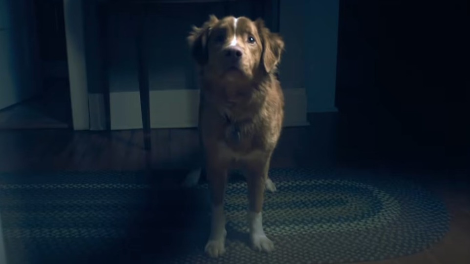 Собака из фильма «Глазами пса» выиграла премию за лучшую актерскую игру