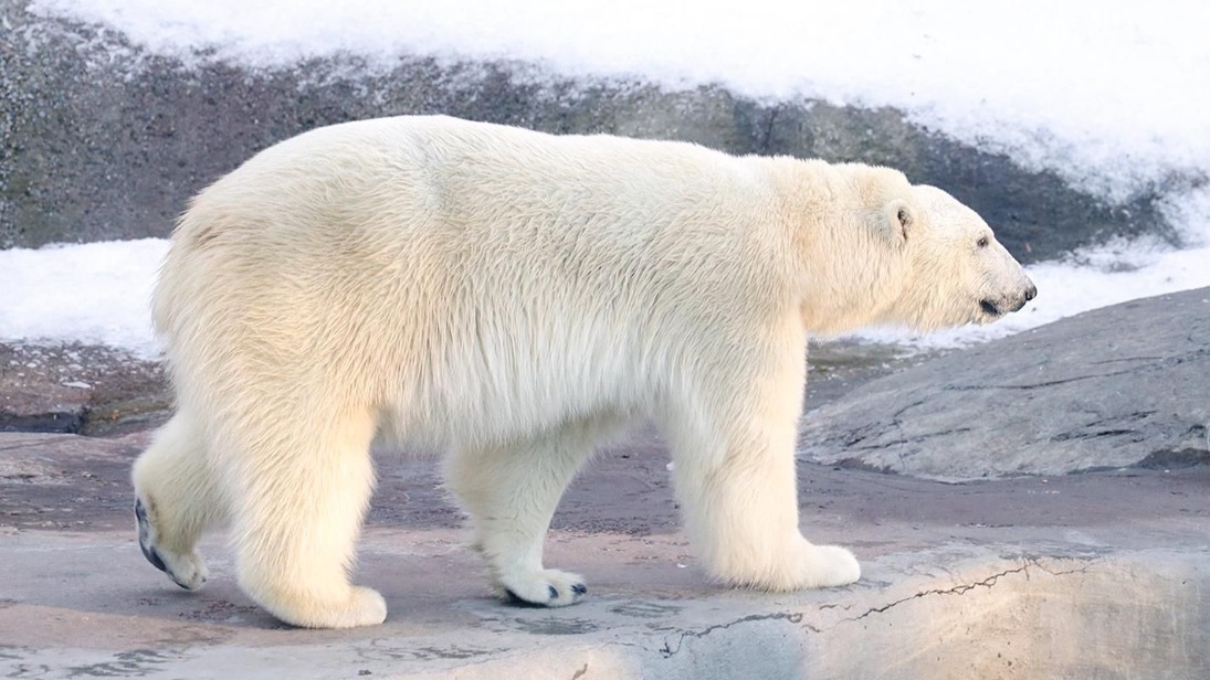 Зрители трансляций из Московского зоопарка проверят знания о белых медведях