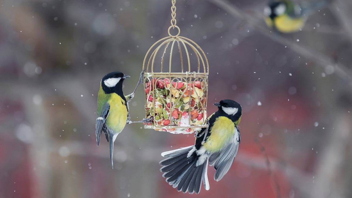 Смелые и любопытные синицы раньше других птиц находят в парках кормушки и великодушно сообщают о них всему лесу