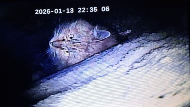 Застрявшего в дымоходе кота две недели пытаются спасти в центре Петербурга