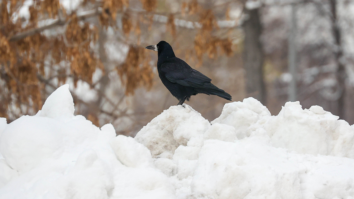 Минувшая ночь в Москве стала самой холодной за последние две недели
