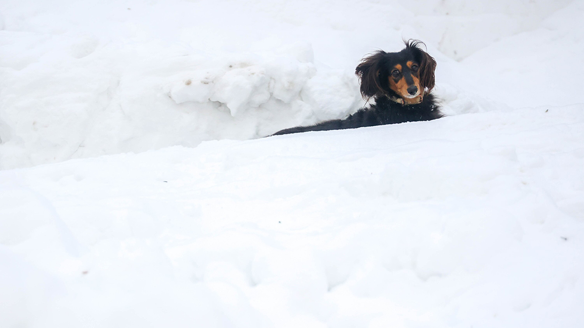 Семь собак погибли от неизвестной отравы в столичном ЖК