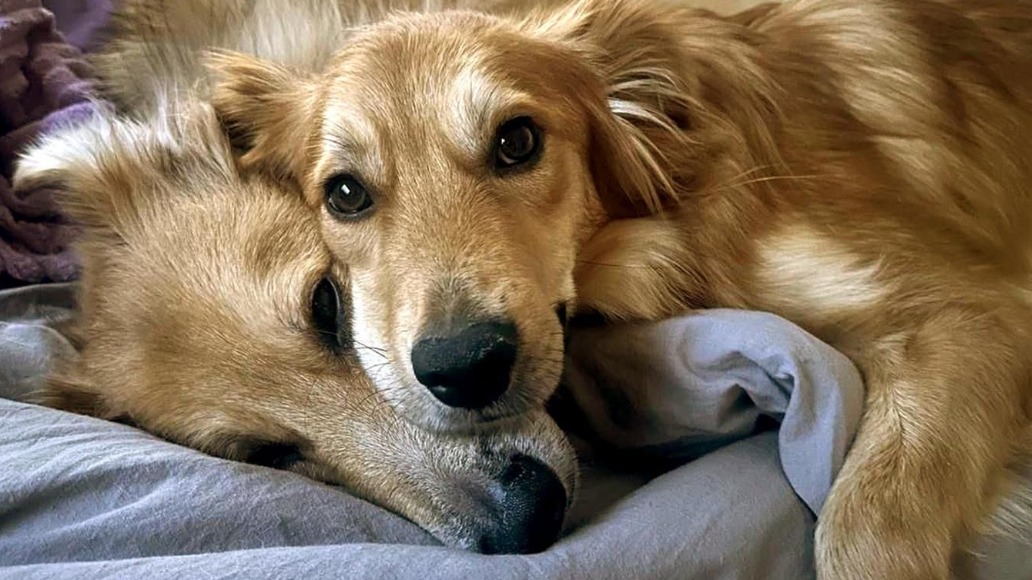 Москвичи взяли за новогодние праздники из приютов города более 100 животных