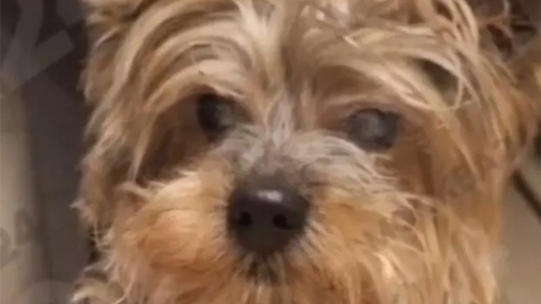 Пес Себастьян стал самым долгоживущим йоркширским терьером в Москве