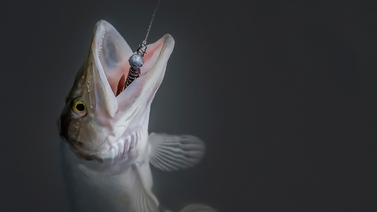 Американский пожарный поставил рекорд штата по ловле маскинонгов