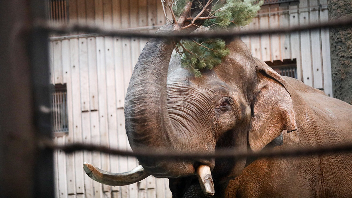 Чучело Зимы вместо сжигания отдадут на съедение слонам в ростовском зоопарке