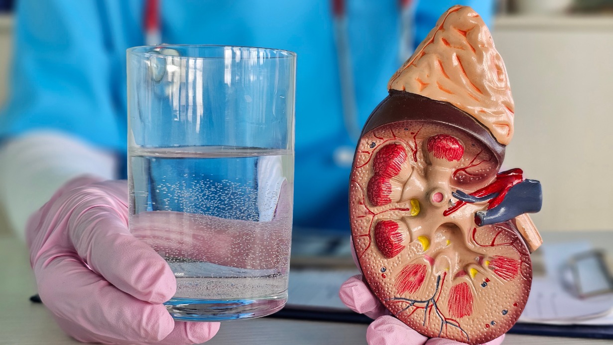 Как сохранить здоровье почек и что им может навредить