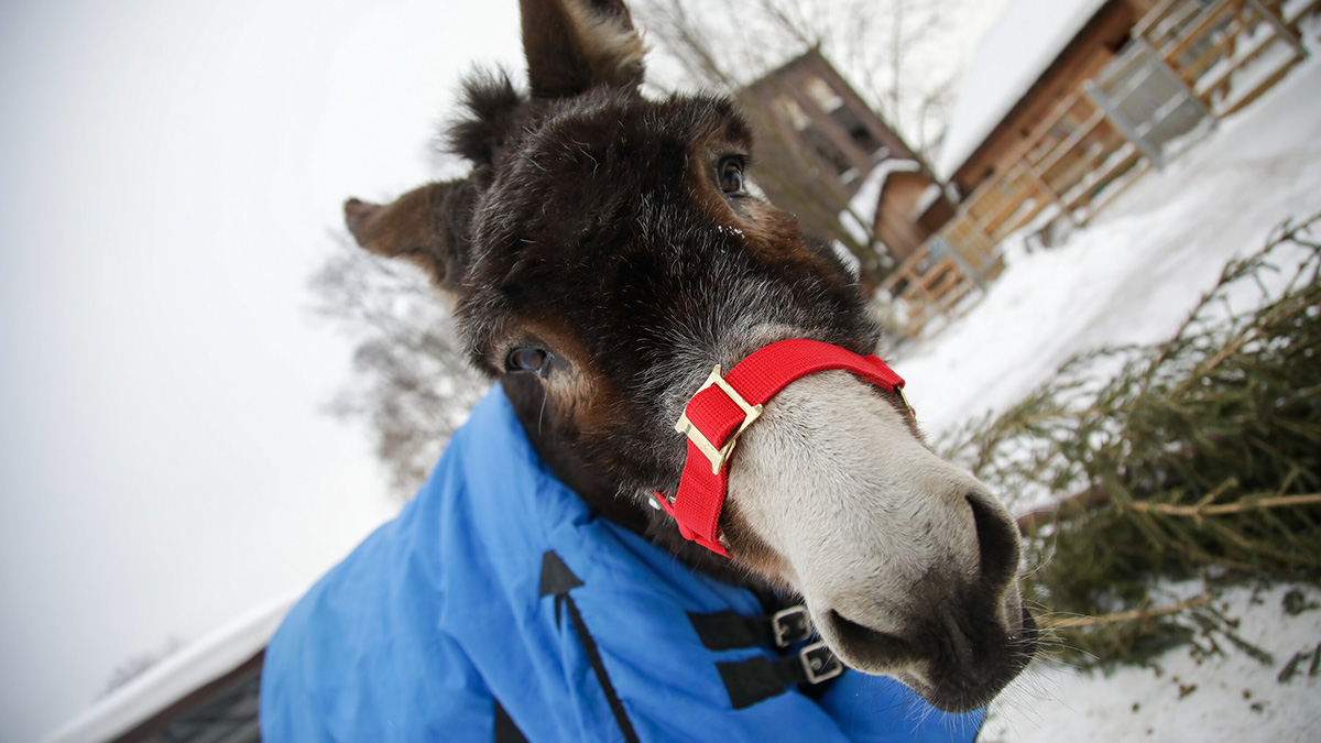 В Московском зоопарке показали будни вернувшегося со СВО ослика Жорика