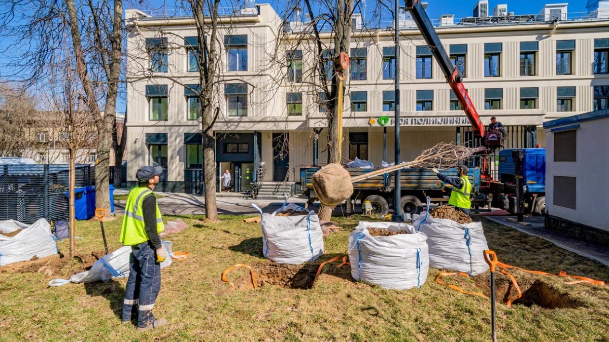 Возле реконструированных столичных поликлиник высадили еще около 400 деревьев