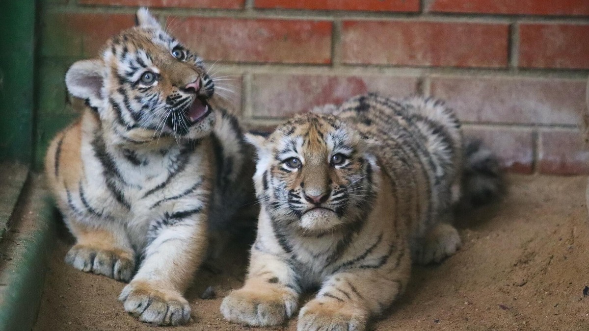 Собянин: Около 600 детенышей появились на свет в Московском зоопарке в 2025 году