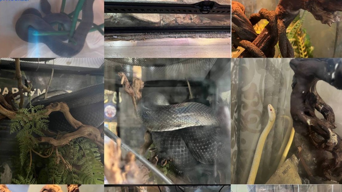 Прокуратура начала проверку после того, как змея укусила девочку в Москве