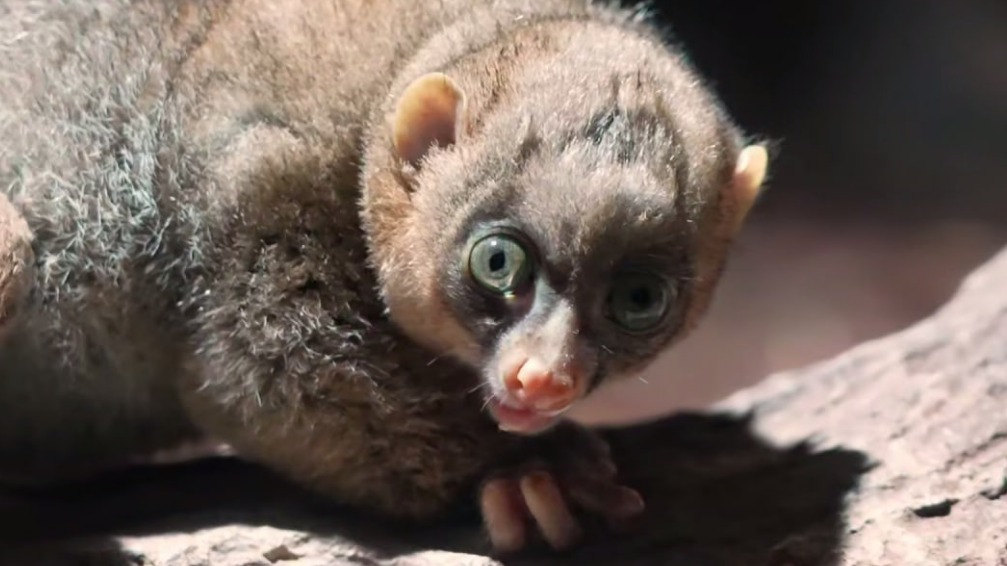 Детеныш краснокнижного примата потто родился в Московском зоопарке