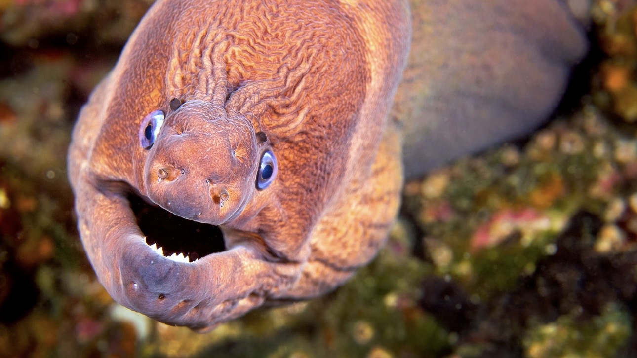 В Таиланде мурена укусила россиянина и оставила часть зуба в его руке