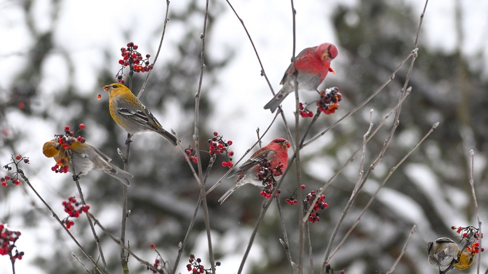 В Москве впервые за 113 лет заметили стаю редких щуров