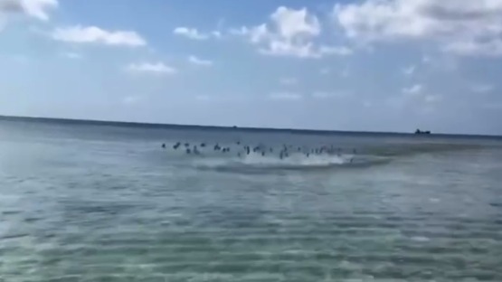 Косяк рыб напал на россиянку на Мальдивах