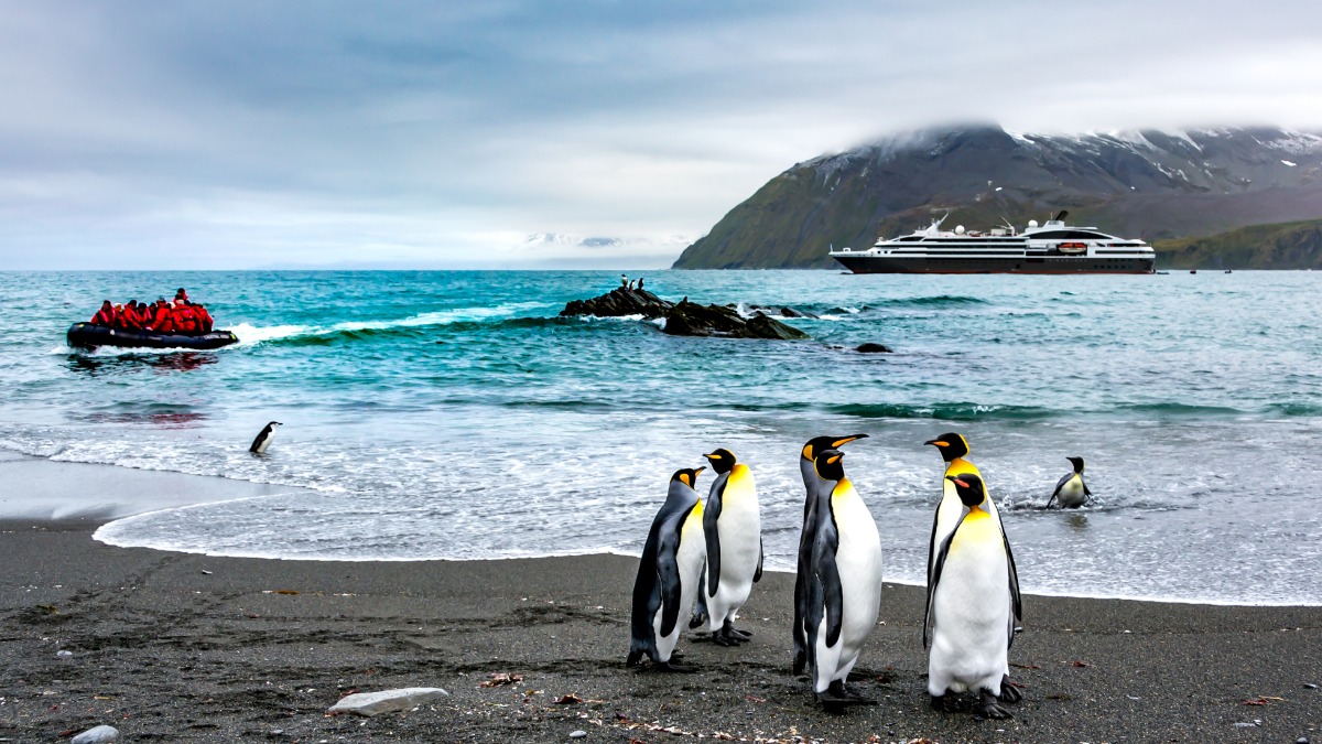 Во время экспедиционного круиза в Антарктиду можно понаблюдать за императорскими пингвинами