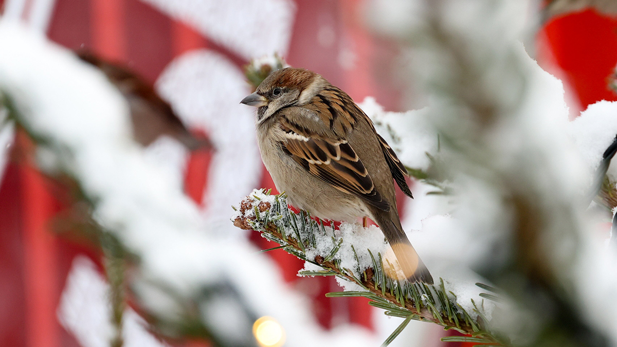 Погода в Москве в выходные: 31 января и 1 февраля