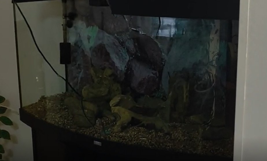 Приезжий разбил аквариум в Музее Гоголя в центре Москвы